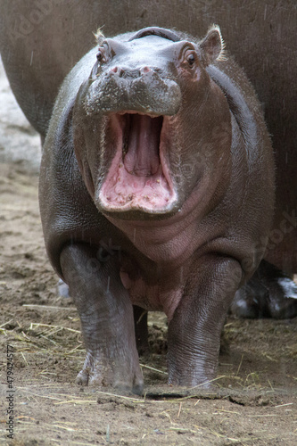 baby hippopotamus in zoo