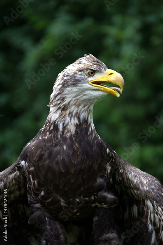 portrait of a eagle