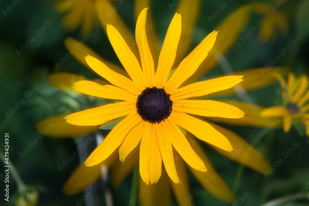yellow flower in the garden yellow flower in the garden