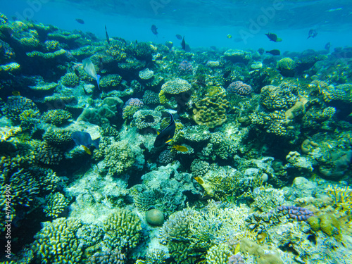 Sohal surgeon fish at the Red Sea swims in shallow water by the beach photo