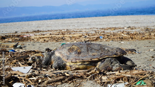 Fototapeta Naklejka Na Ścianę i Meble -  Dead sea turtle 