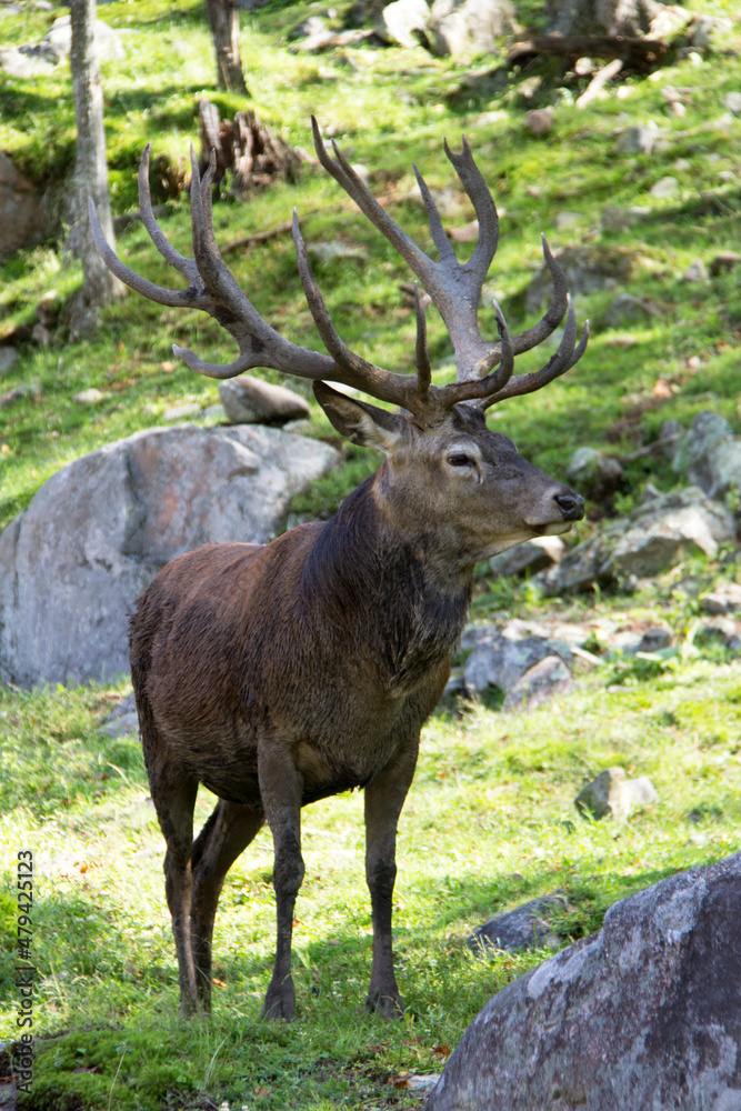 deer in the woods
