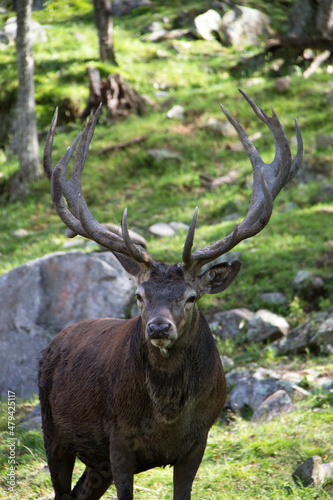 deer in the woods