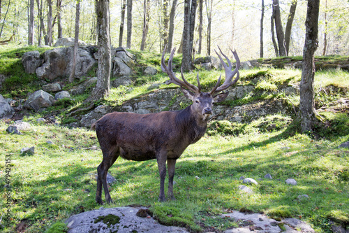 deer in the forest