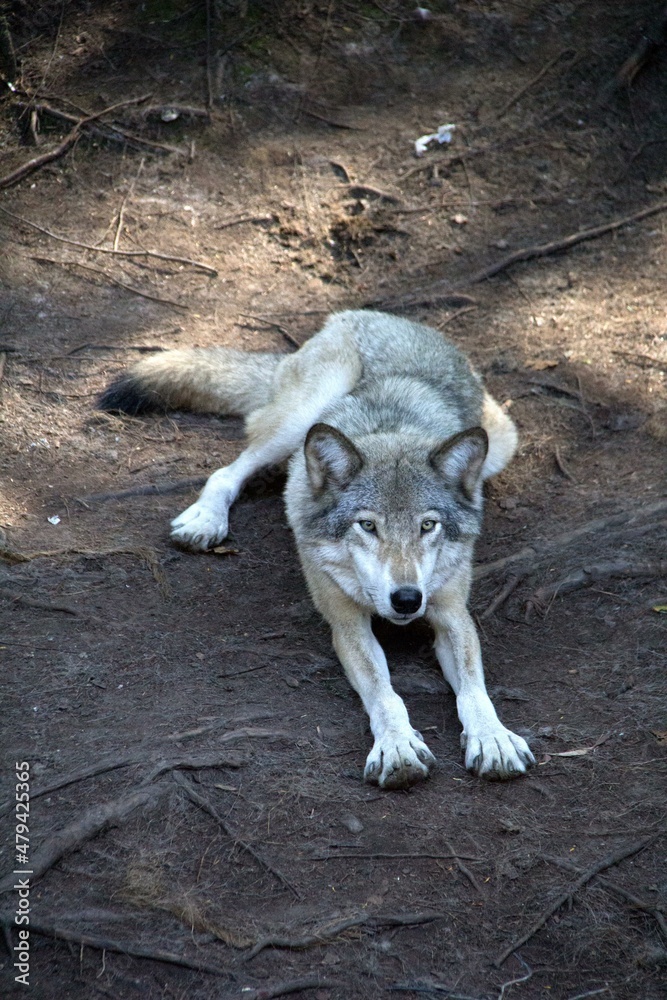 Obraz premium wolf in the zoo