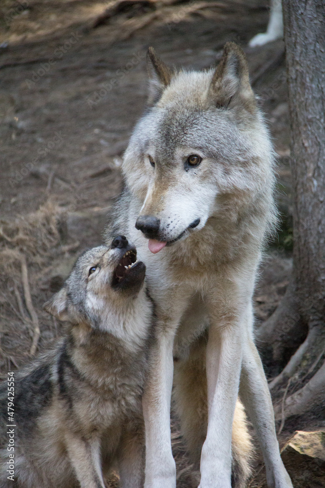 Fototapeta premium baby and mummy wolf in the forest