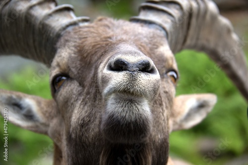 close up of a ibex