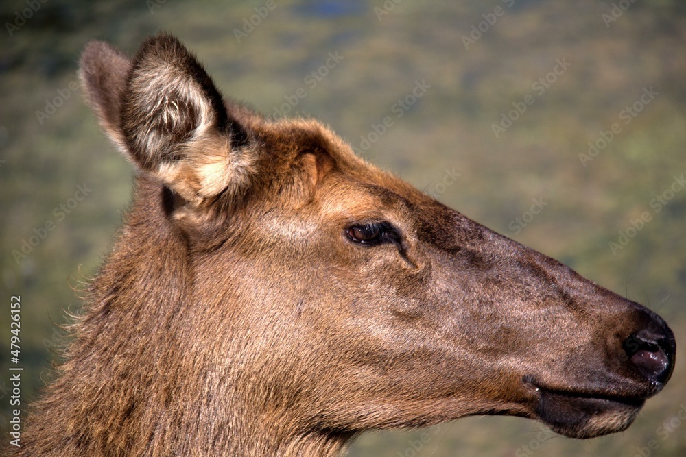 portrait of a deer portrait of a deer