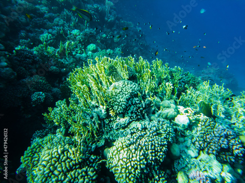 Fototapeta Naklejka Na Ścianę i Meble -  coral reef of the red sea. corals close-up