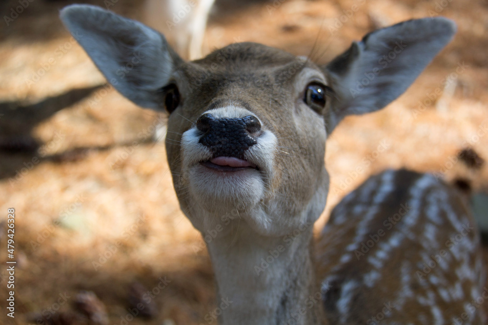 Fototapeta premium portrait of a deer