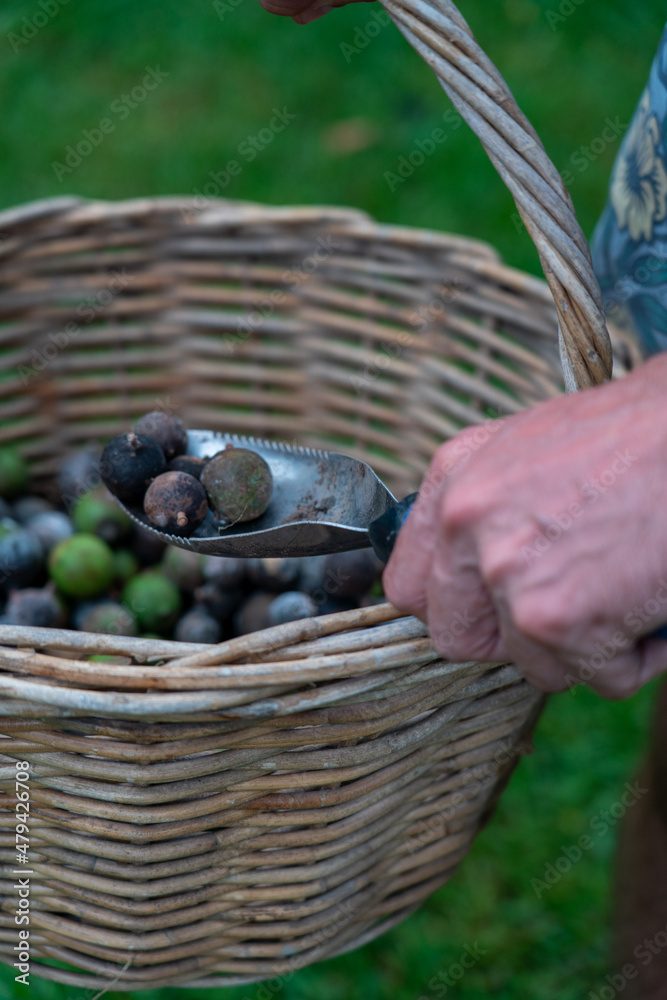 Macadamia nuts in a basket in the backyard, freshly picked from macadamia tree