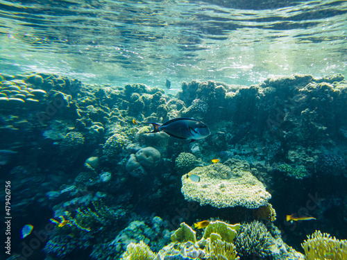 Sohal surgeon fish at the Red Sea swims in shallow water by the beach photo