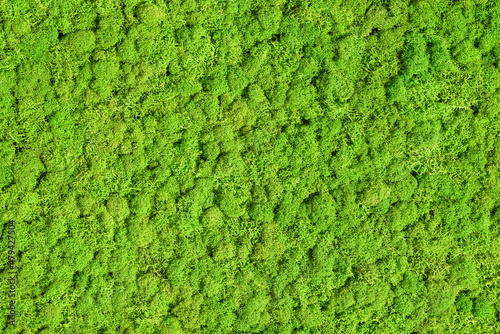 Fotografia green preserved moss