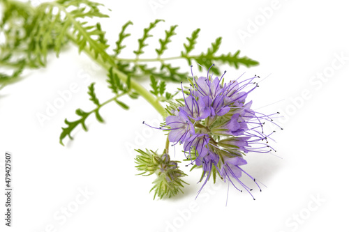 Lacy phacelia photo