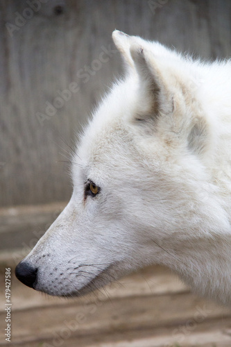 Close up of a white wolf
