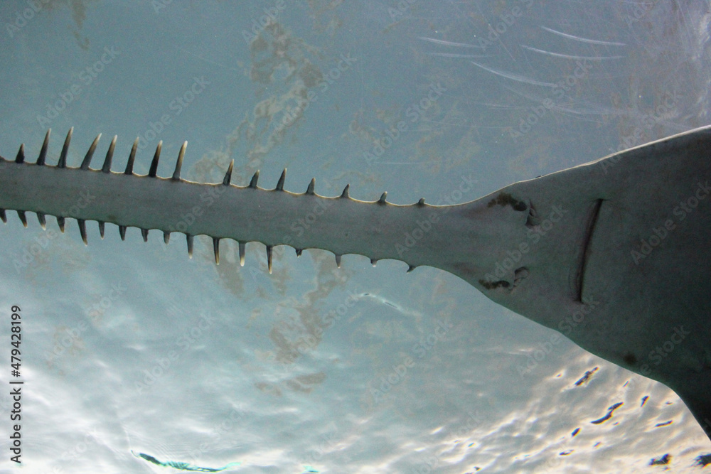 saw shark in the water