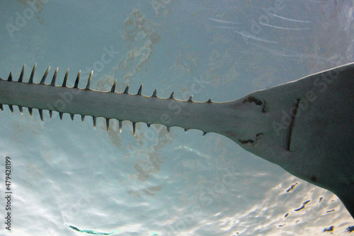 Obraz na płótnie saw shark in the water w salonie