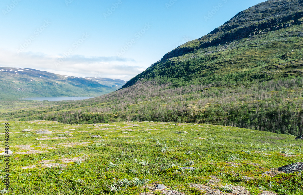 alpine meadow in the swedish mountains