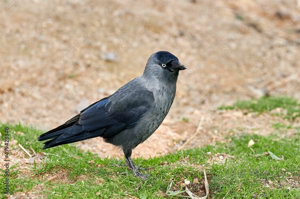Western jackdaw, bird of the corvidae family standing on the grass Western jackdaw, bird of the corvidae family standing on the grass