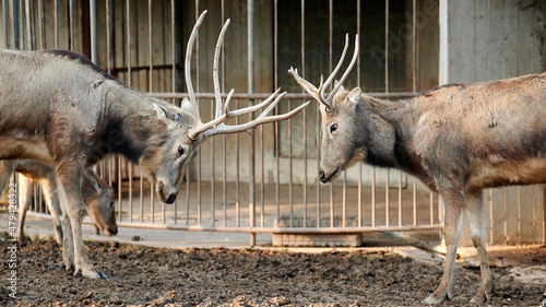 Leinwand Poster Two deer (Elaphurus Davidianus) in captivity about to bump their horns