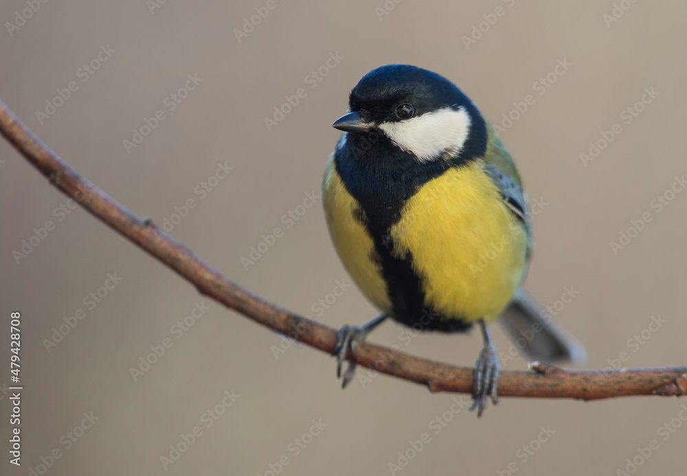 Sikora bogatka (Parus major) Great Tit Sikora bogatka (Parus major) Great Tit