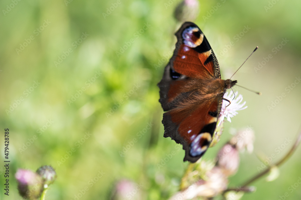 Obraz premium butterfly on a flower