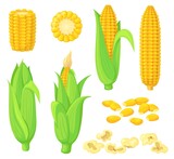 Cartoon kernels maize. Green corncob with leaf, ear golden corn, grain sweetcorn, cob vegetable plant, white seed popcorn, sweet meal, isolated clipart neat vector illustration