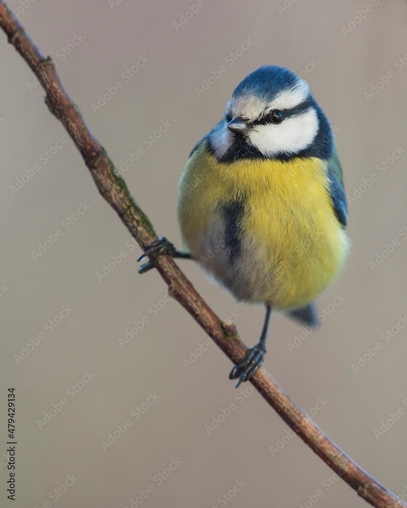 Obraz premium Sikora modra (Cyanistes caeruleus) - Eurasian blue tit