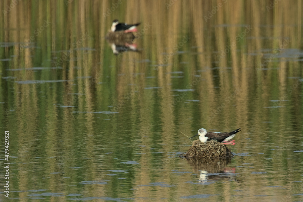 Black-Winged Stilt in Shallow Water. The bird sits in a nest in the middle of a swamp. Wader bird stilt. Odessa Oblast, Ukraine. Black-Winged Stilt in Shallow Water. The bird sits in a nest in the middle of a swamp. Wader bird stilt. Odessa Oblast, Ukraine.