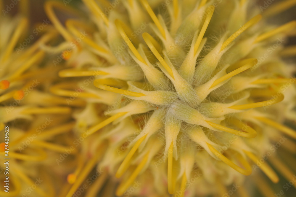 Yellow exotic flower, Cape Town, South Africa. Yellow exotic flower, Cape Town, South Africa.