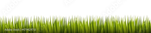 Green grass on a white background. Element for design creation. Vector illustration