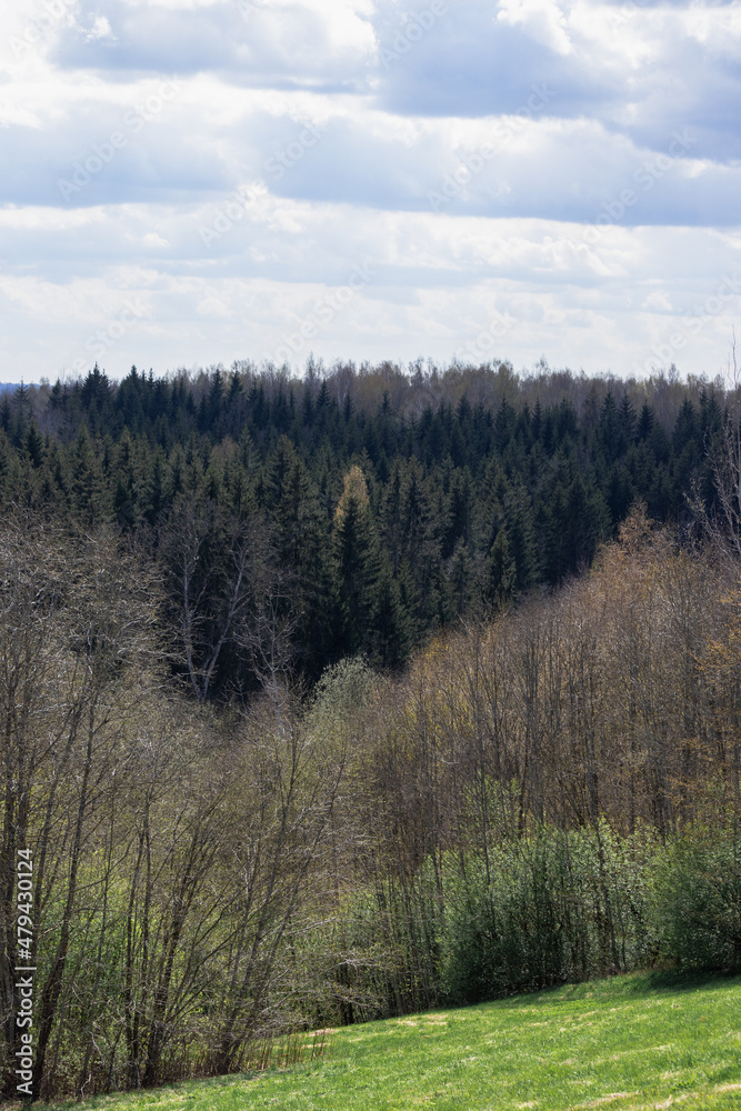 nature trees in early spring