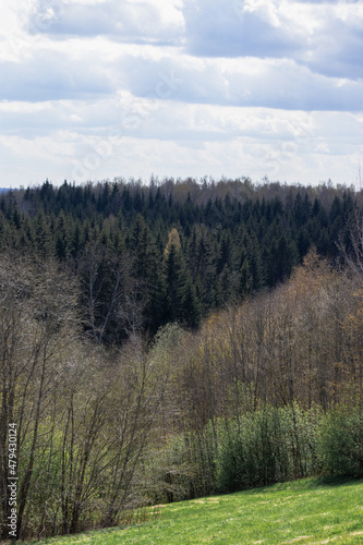 nature trees in early spring