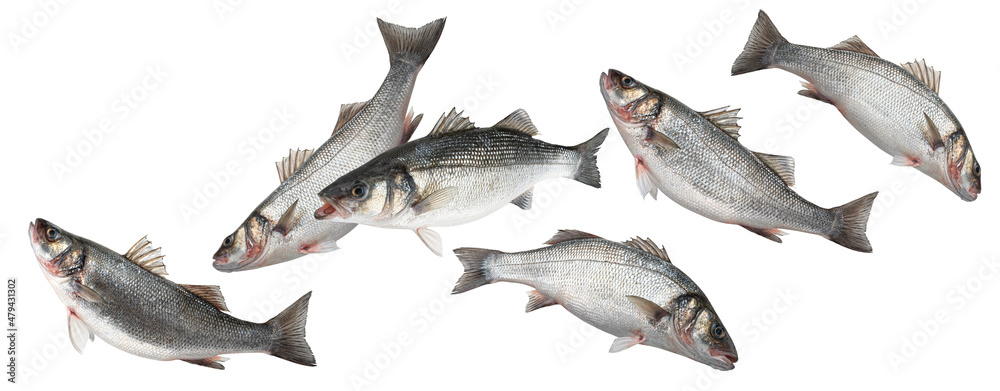 Sea bass, school of seabass fish isolated on white background Sea bass, school of seabass fish isolated on white background
