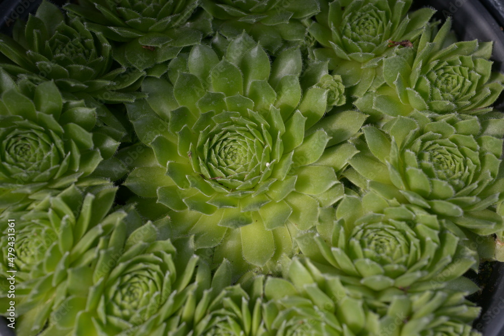 close up of cabbage close up of cabbage