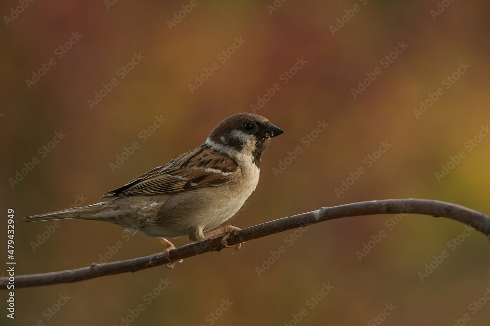 Mazurek, wróbel polny (Passer montanus) – Eurasian tree sparrow Mazurek, wróbel polny (Passer montanus) – Eurasian tree sparrow
