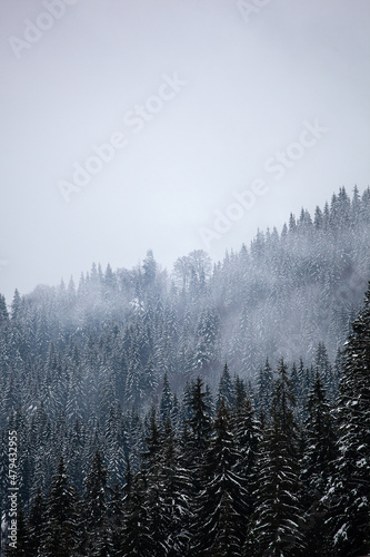 Pine trees covered with snow on the mountain slopes. Conifers in winter. Winter landscape.
