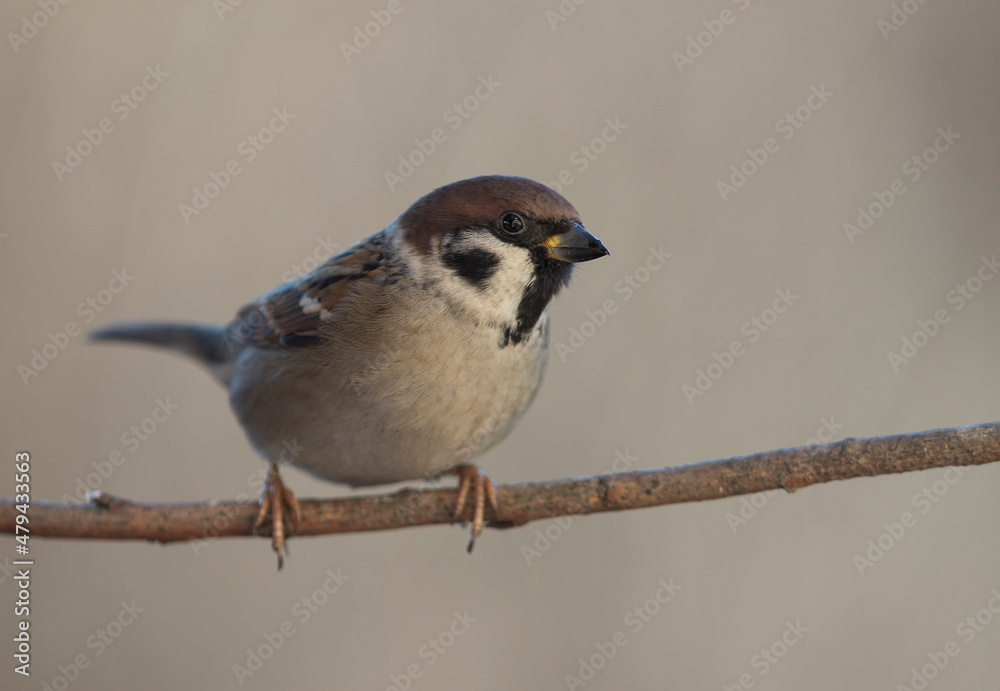 Fototapeta premium Mazurek, wróbel polny (Passer montanus) – Eurasian tree sparrow