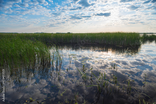 Fototapeta Naklejka Na Ścianę i Meble -  Reflection of the sky and clouds in a lake with reeds..