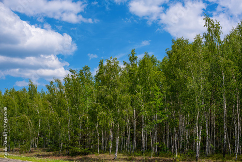 Pine and birch trees against the blue sky..