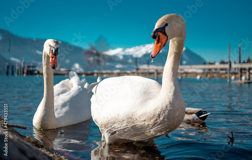Pareja de Cisnes en Suiza con montaña nevada en el lago.