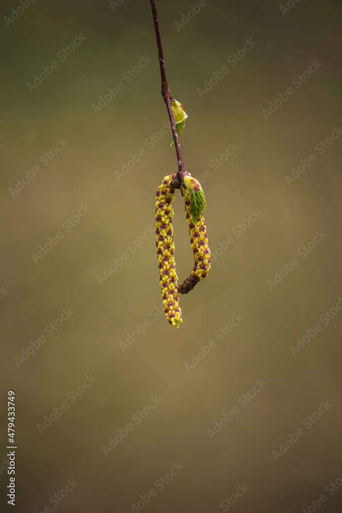 catkin seeds on a birch tree in spring catkin seeds on a birch tree in spring
