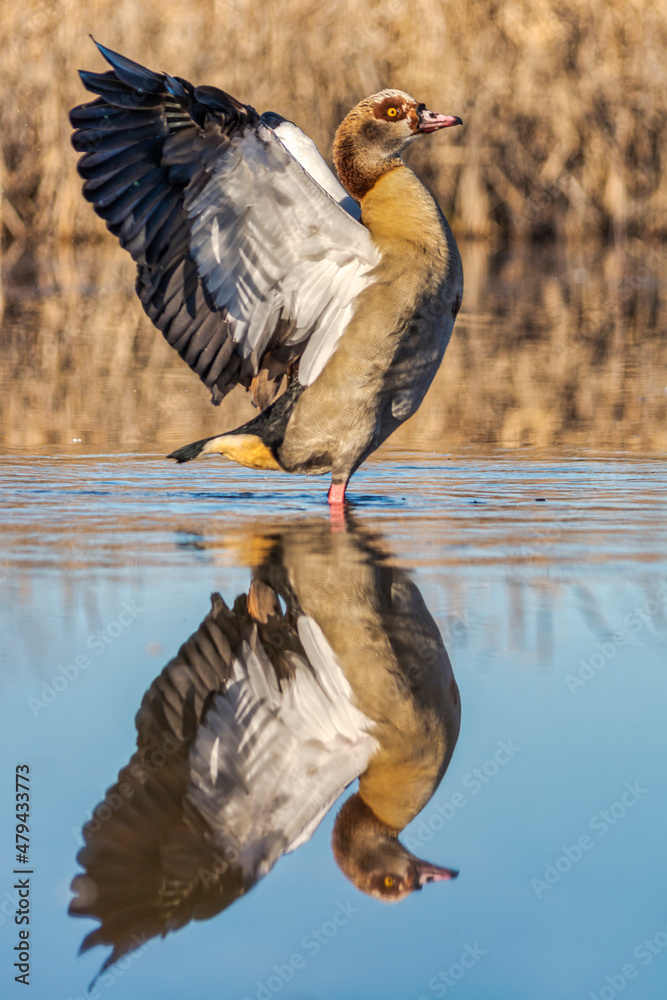 Ganso del Nilo reflejado en la laguna. Ganso del Nilo reflejado en la laguna.