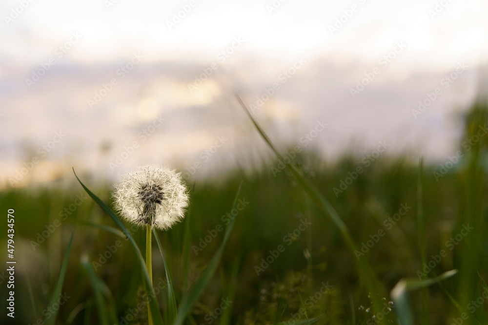 summer, nature, spring, freshness - background of fresh wild field beautiful natural flower plant on spring green evening meadow. white fluffy dandelions on fond of grey sky sunset garden summertime