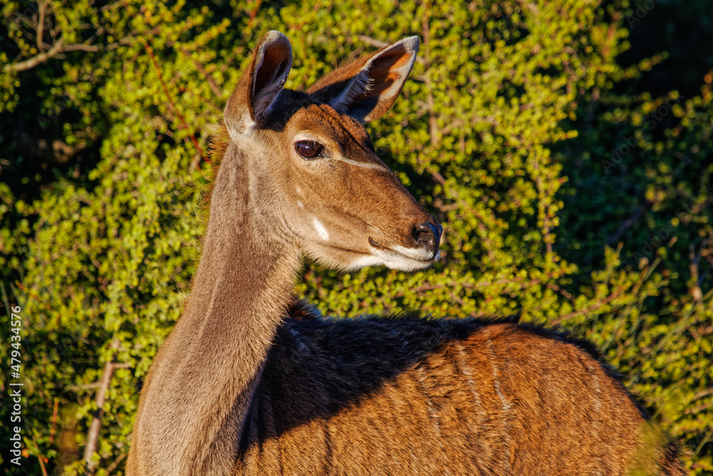 Obraz premium Close-up of immature female Kudu with rufous coat