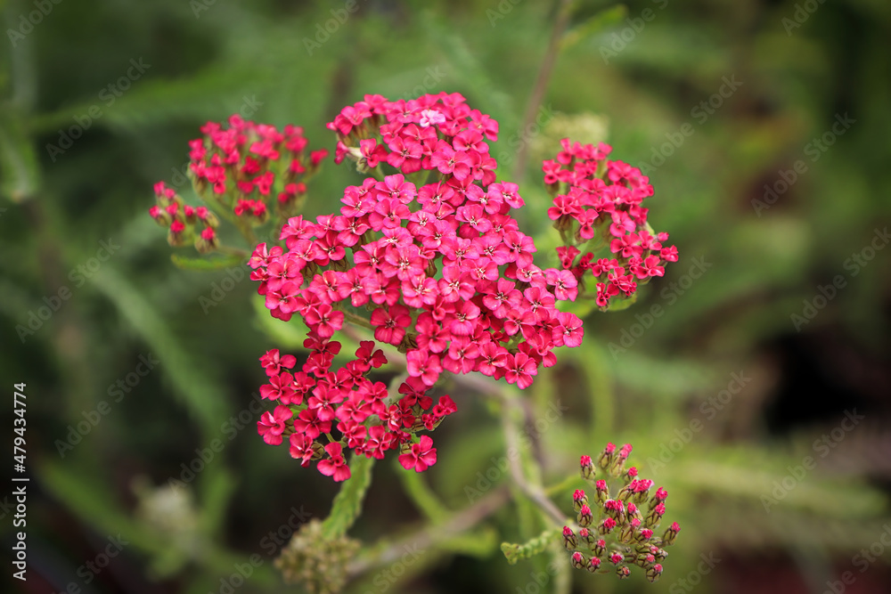 Closeup of Yarrow plant blooming in the garden Closeup of Yarrow plant blooming in the garden
