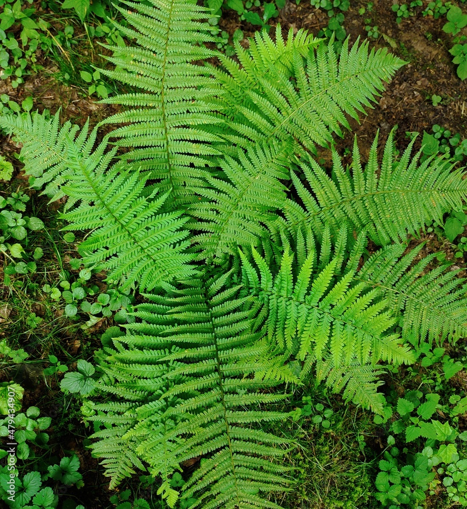 fern leaves in the forest