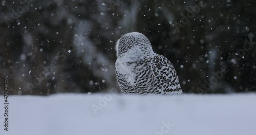 Snowy owl, Bubo scandiacus, perched in snow during heavy snowfall. Fluffy arctic owl shaking snow down from feather. Beautiful white polar bird with yellow eyes. Winter in wild nature habitat.