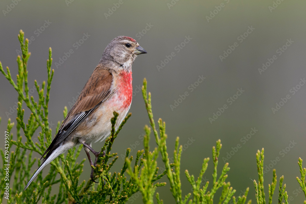 Fototapeta premium Makolągwa zwyczajna, makolągwa(Linaria cannabina) –Common linnet 