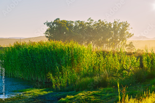 Green reeds backlit by rising sun